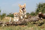 CORGI PEMBROKE 185
